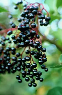 Sambucus: Elder