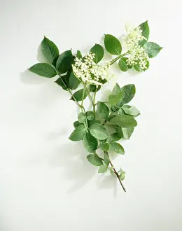 Sambucus: Elder