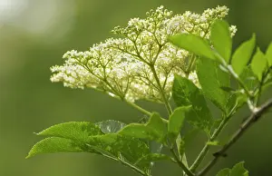 Sambucus: Elder