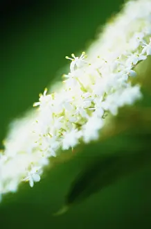 Sambucus: Elder
