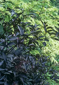 Sambucus: Elder