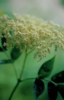 Sambucus: Elder