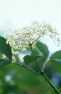 Sambucus: Elder