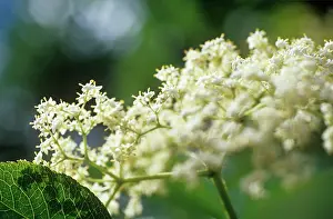 Sambucus: Elder