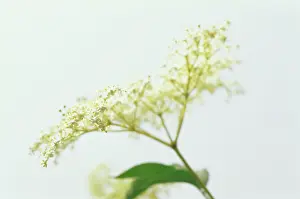 Sambucus: Elder