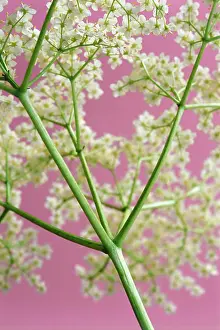 Sambucus: Elder