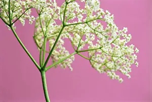 Sambucus: Elder