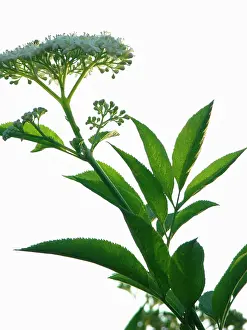 Sambucus: Elder
