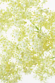 Sambucus: Elder