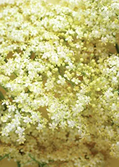 Sambucus: Elder