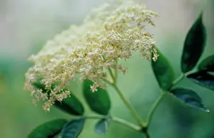 Flavour: Elder