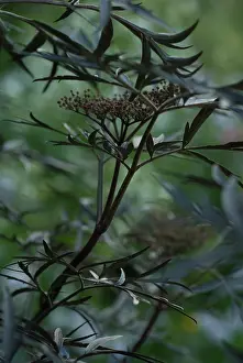 Sambucus: Elder