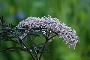 Sambucus: Elder