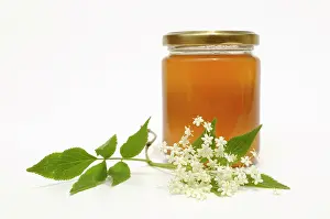 Sambucus: Elder, Sambucus nigra, Elderflower head with leaves, in fron