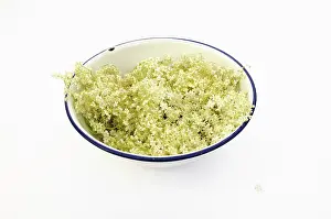 Sambucus: Elder, Sambucus nigra, several Elderflower heads in an ename