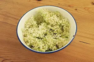 Sambucus: Elder, Sambucus nigra, several Elderflower heads in an ename