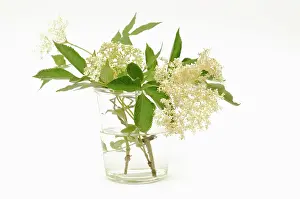 Sambucus: Elder, Sambucus nigra, several Elderflower heads in a glass