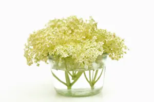 Vase: Elder, Sambucus nigra, several Elderflower heads in a glass