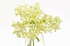 Vase: Elder, Sambucus nigra, several Elderflower heads in a glass