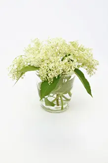 Sambucus: Elder, Sambucus nigra, several Elderflower heads in a glass