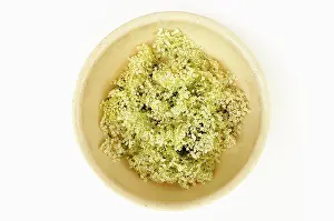 Sambucus: Elder, Sambucus nigra, several Elderflower heads iin a ceram