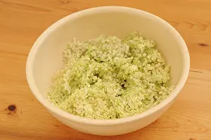 Sambucus: Elder, Sambucus nigra, several Elderflower heads iin a ceram