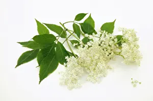 Sambucus: Elder, Sambucus nigra, Elderflower heads with leaves, agains