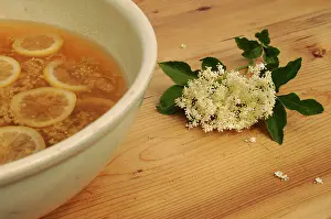 Sambucus: Elder, Sambucus nigra, Elderflower and lemon slices being us
