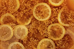 Sambucus: Elder, Sambucus nigra, Elderflower and lemon slices being us
