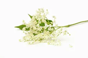 Sambucus: Elder, Sambucus nigra, Elderflower against a white backgroun