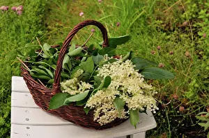 Sambucus: Elder, Sambucus nigra, Elderflowers with leaves, in a wicker