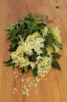 Sambucus: Elder, Sambucus nigra, Elderflowers with leaves, on a wooden