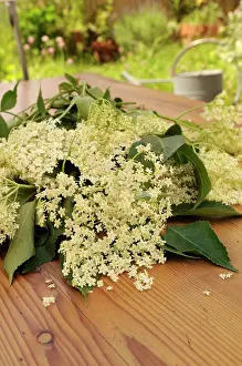 Sambucus: Elder, Sambucus nigra, Elderflowers with leaves, on a wooden