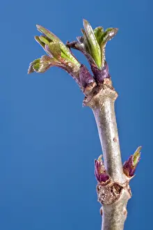 Sambucus: Elder Tree - bud