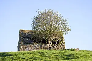 Sambucus: Elder Tree - Growing through roof of stone barn