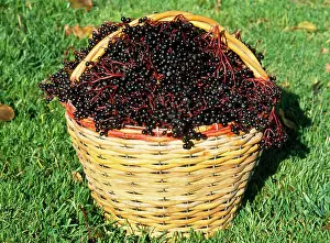 Elderberry: ELDERBERRIES IN BASKET