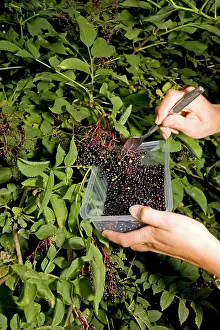 Elderberry: Elderberries - woman forking ripe elderberries