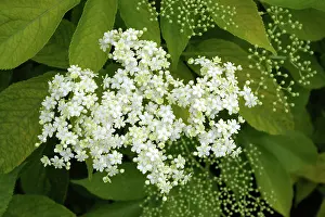 Sambucus: Elderberry