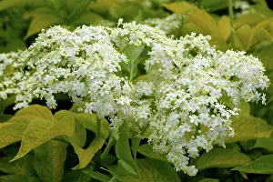 Sambucus: Elderberry