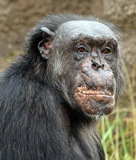 270819: Elderly Chimpanzee, 50 years +