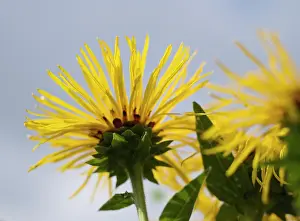 Helenium: Elecampane