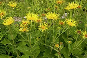 Helenium: Elecampane - growing in garden, used as a medicinal