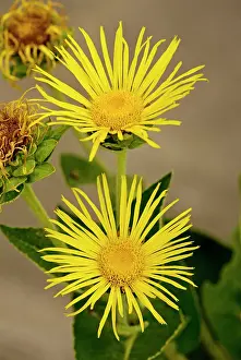 Helenium: Elecampane / Horse-heal