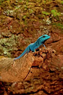 Williamsi: Electric Blue Day Gecko, Lygodactylus williamsi