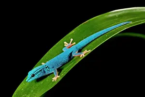 Williamsi: Electric Blue Day Gecko, Lygodactylus williamsi