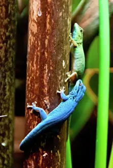 Tanzanian: Electric Blue Gecko