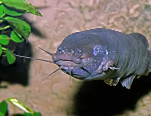 Catfishes: Electric Catfish