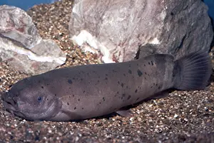 Electric: ELECTRIC CATFISH