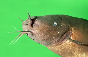 Barbel: Electric Catfish - showing barbels