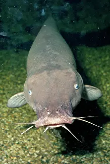 Nose: Electric Catfish - showing barbels around mouth